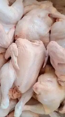 Ayam Potong Fresh