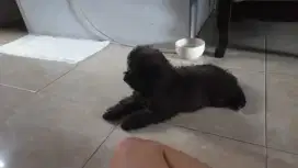 jual toy poodle betina usia 2 bulan
