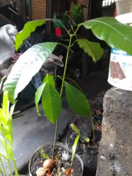 Pohon pakel atau kueni