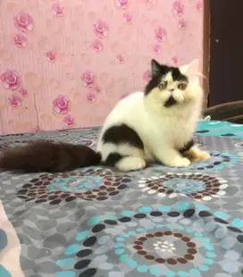 Kucing Peaknose Jantan LH Super Gemoyy