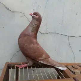 Burung merpati CC kencang