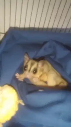 Sugar glider betina