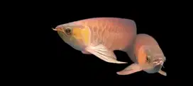 arwana super red babon 60 cm