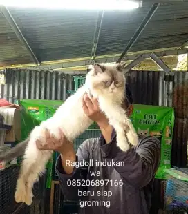 Ragdoll indukan
