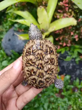 MGM Mexican Giant Musk Turtle 6,5 cm