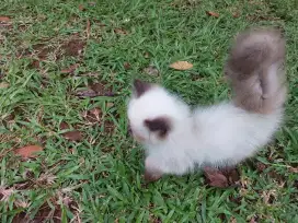 Jual kucing ras himalaya persia