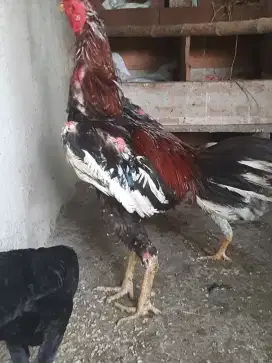 Ayam bangkok clasic jual cepat