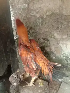 Jual jago ekor lidi