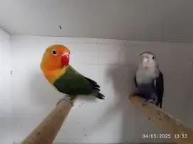 Lovebird green fc x dark vio fc