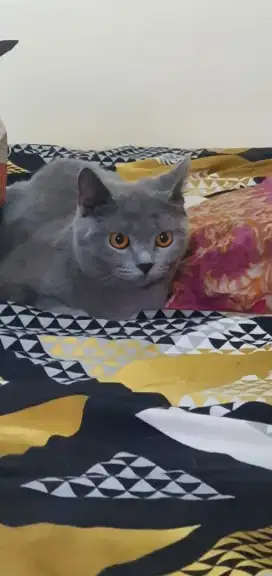 Kucing British Shorthair Jantan
