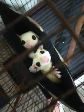 Sepasang Sugar Glider Leu