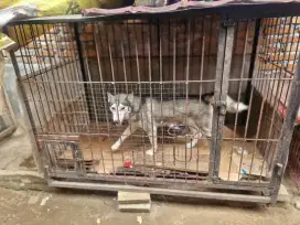 Dijual Cepat BU! kandang tempahan