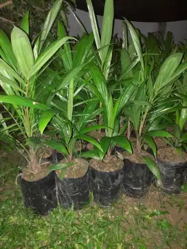 Bibit sawit super subur.  Di jual
