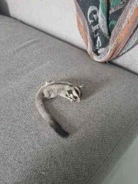 Sugar Glider Classic Grey Betina