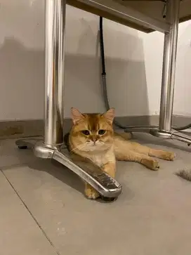 KUCING BSH GOLDEN