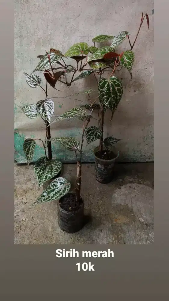 Tanaman sirih merah