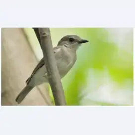 Burung bimoli betina harian bunyi
