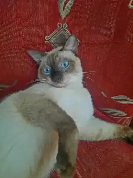Jual Kucing Siam