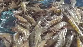 Menjual hasil laut Tarakan, bisa ke Pulau Jawa dll