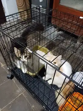 Dijual Kucing Persia sepasang umur 3 bulan Lokasi Sendangguwo Semarang