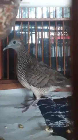 Perkutut lokal katuranggan