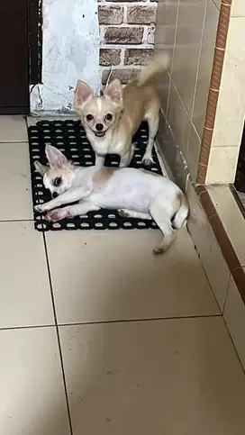 CHIHUAHUA LONG HAIR