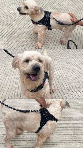 Anjing Maltese Mix