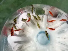 Ikan sumatra tiger 16ekor