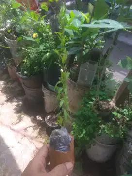 Borong tanaman buah langka dan bahan bonsai ±30 jenis + 50 pot