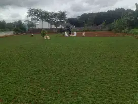 Jual rumput gajah mini murah