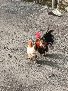 Sepasang ayam Kate indukan