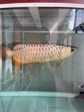 ikan arwana premium goldhead crossback