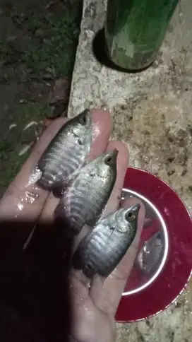 jual bibit ikan gurame