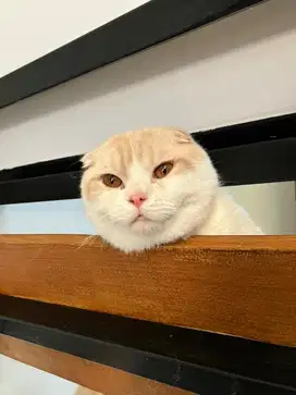 Pacak Scottish Fold