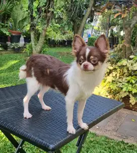 Jantan Longhair Chihuahua Choco White Cakep