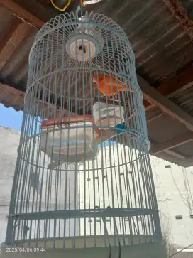 Burung kenari Betina