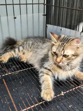 Kucing Persia Betina