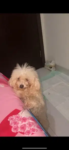 Anjing poodle cowok