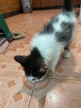 Dicari yang mau adopsi