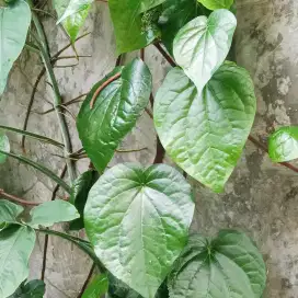 daun sirih hijau - segar