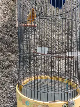 Burung Kenari AF Gacor