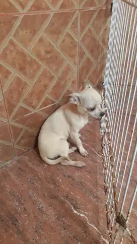 Di Jual Dogy 2 ekor jantan umur 6 bulan
