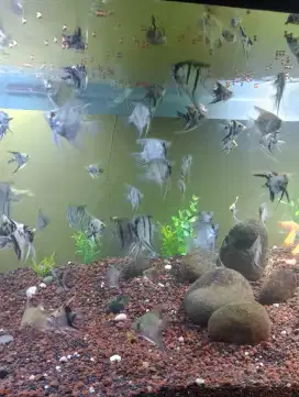 Ikan manfish zebra/silver/marble