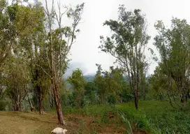Dijual tanah kebun yg sejuk n indah.