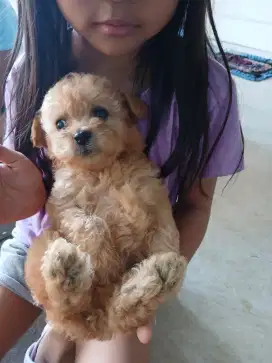ANJING POODLE JANTAN BETINA MURAH