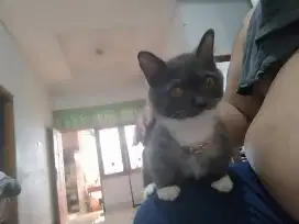 Kucing munchkin 4 bulan