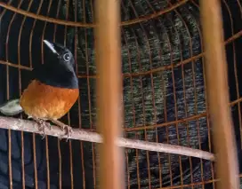 Jual Cepat Murai Batu 2 Ekor