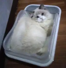 ragdoll bicolor