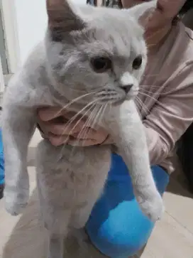 Kucing british short hair