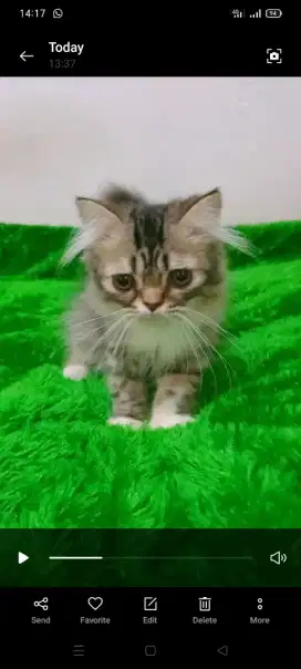 Kucing Persia Jantan Flatnose Kitten